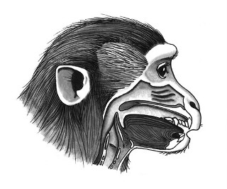Illustration by Tecumseh Fitch, University of Austria